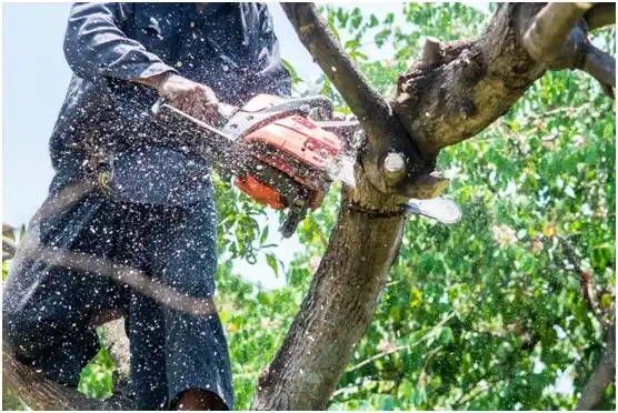 tree services Amity